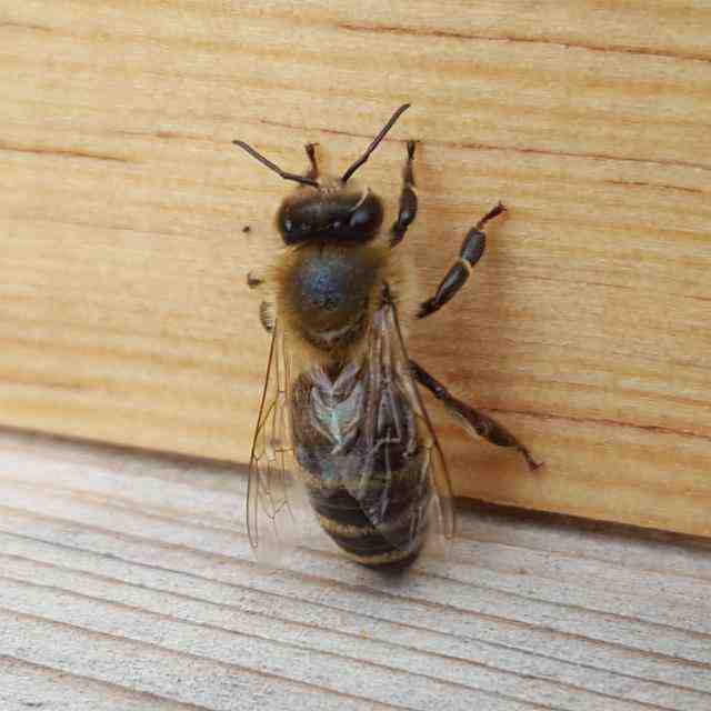 Biene am Bienenmagazin