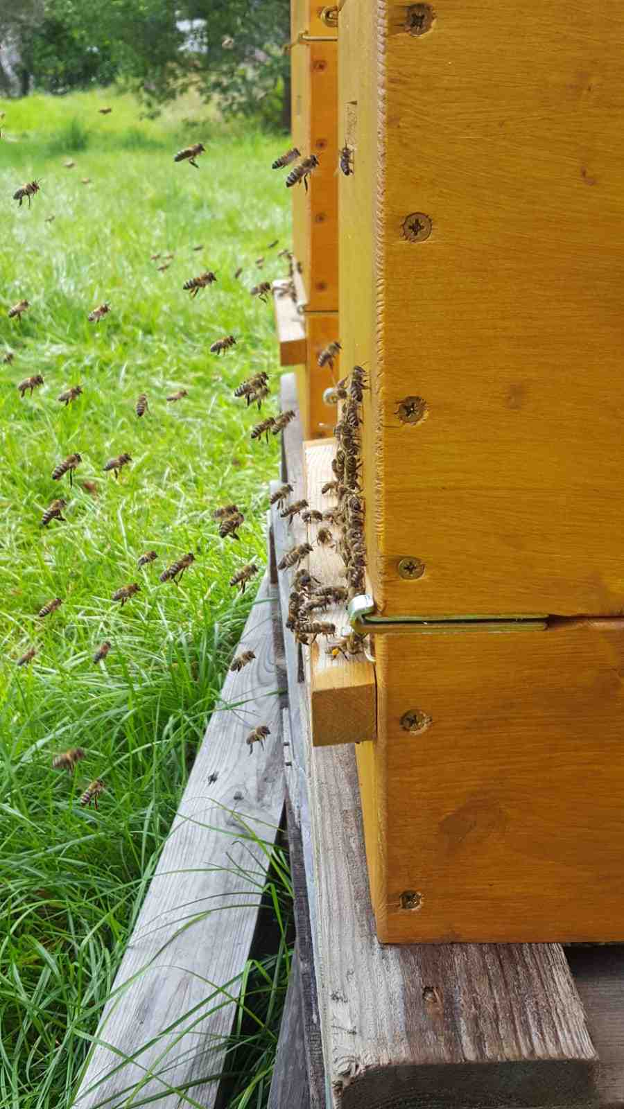 Bienen im Anflug